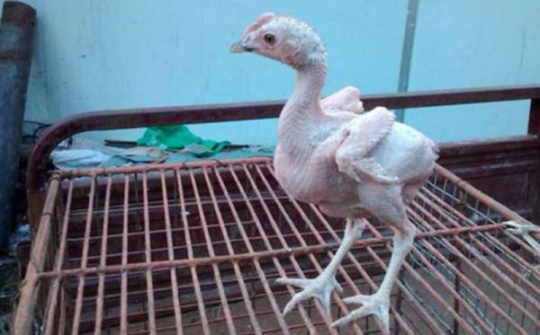  Ayam  Tanpa Bulu Okezone Foto